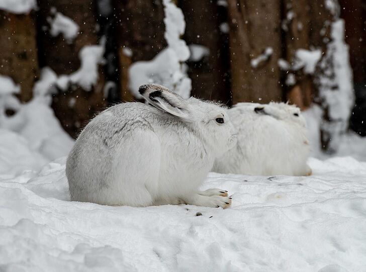Mit ihrem weißen Fell sind die Schneehasen perfekt getarnt.