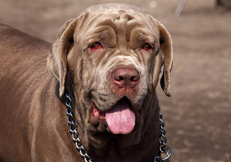 Kategorie 2: Mastiff