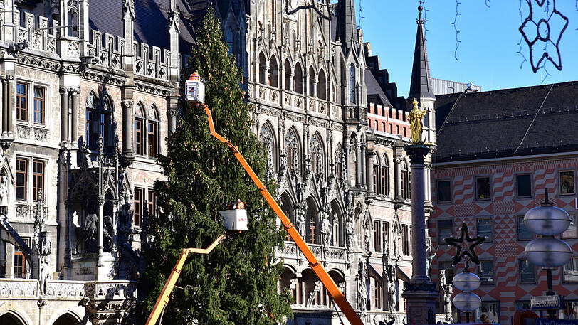 Bilder vom Christbaum-Aufbau am Marienplatz: Seit Montagmorgen steht die 30-Meter-Fichte im Herzen der Stadt.
