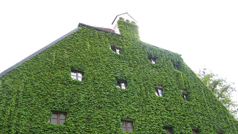 Schön grün: Diese Hausfassade hat Aljoscha Laschgari im Viertel fotografiert. Schön grün: Diese Hausfassade hat Aljoscha Laschgari im Viertel fotografiert.