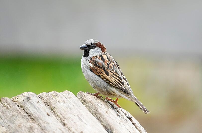 Wie heißt der Spatz noch? Richtig: Sperling - genauer gesagt Haussperling, nicht zu verwechseln mit dem Feldsperling. Eselsbrücke: Der Haussperling ist oben am Kopf grau gefärbt wie die Mauer eines Hauses. Wie heißt der Spatz noch? Richtig: Sperling - genauer gesagt Haussperling, nicht zu verwechseln mit dem Feldsperling. Eselsbrücke: Der Haussperling ist oben am Kopf grau gefärbt wie die Mauer eines Hauses.