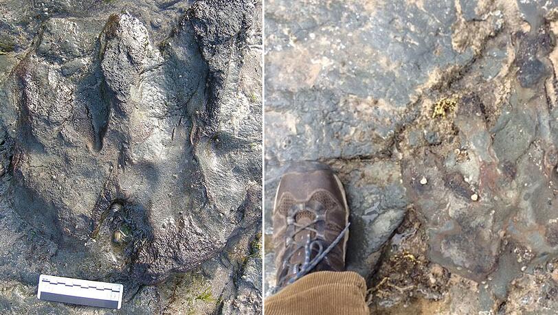 Der Dinosauerier-Fußabdruck wurde mit einem Hammer schwer beschädigt.