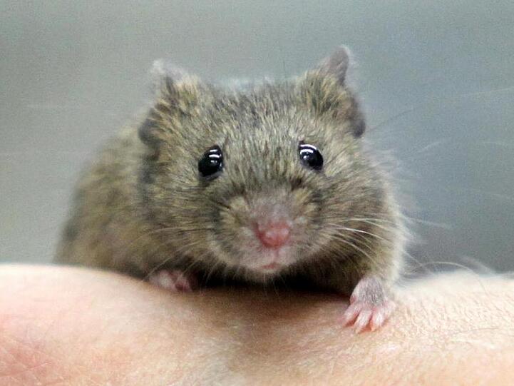 Eine Hausmaus (musculus musculus) sitzt auf einer Hand. Foto: picture alliance / Bodo Marks/dpa/Archivbild/Symbolbild