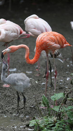 Weitere Bilder vom Foto-Spaziergang durch den Tierpark Hellabrunn am Donnerstagabend.