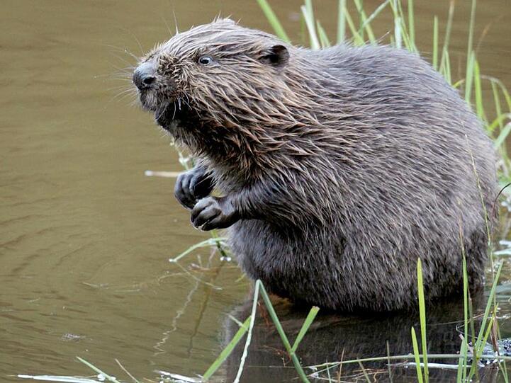 Ein Biber sitzt im Wasser. Foto: Felix Heyder/dpa