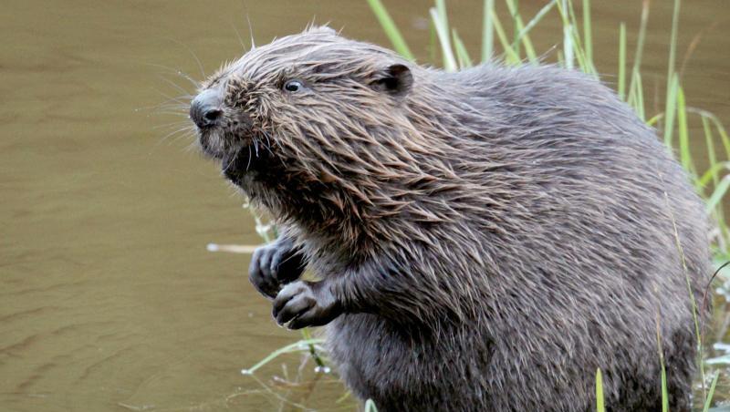 Ein Biber sitzt im Wasser. Foto: Felix Heyder/dpa Ein Biber sitzt im Wasser. Foto: Felix Heyder/dpa