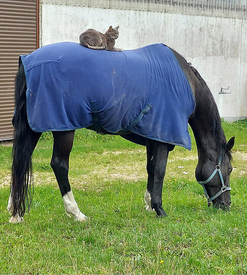 Kater Gustl und Warmblut-Stute Flori