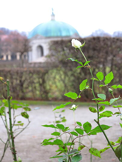 Das ist der Beweis: Im Hofgarten blüht eine Rose.