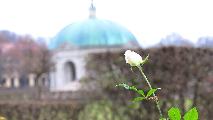 Das ist der Beweis: Im Hofgarten blüht eine Rose. Das ist der Beweis: Im Hofgarten blüht eine Rose.