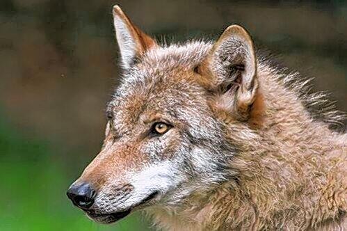 Ein Wolf erlegt derzeit bei Bayrischzell Wildtiere - und Schafe.