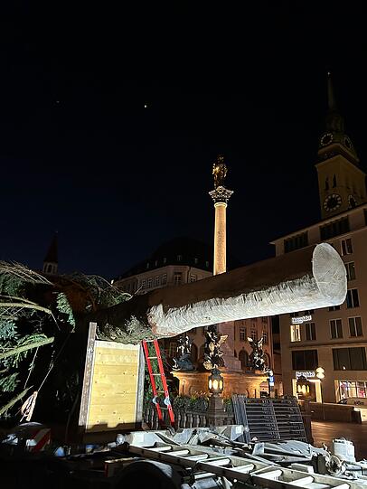 Nach 60 Kilometern Reise kam die Tanne vor dem Neuen Rathaus an.