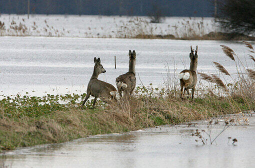 Rehe auf der Flucht: Weil Wiesen und Äcker überschwemmt wurden, sind viele Tiere vom Wasser eingeschlossen.