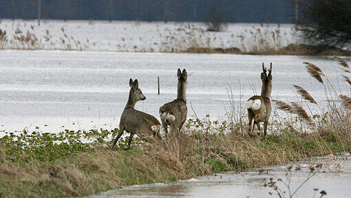 Rehe auf der Flucht: Weil Wiesen und Äcker überschwemmt wurden, sind viele Tiere vom Wasser eingeschlossen. Rehe auf der Flucht: Weil Wiesen und Äcker überschwemmt wurden, sind viele Tiere vom Wasser eingeschlossen.