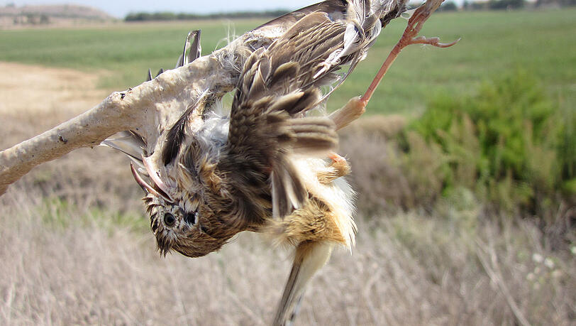 Ein Fächer-Waldsänger klebt am 20.09.2011 auf Zypern an einer Leimrute fest. Auf der Mittelmeerinsel werden Wildvögel illegalerweise gejagt. Ein Fächer-Waldsänger klebt am 20.09.2011 auf Zypern an einer Leimrute fest. Auf der Mittelmeerinsel werden Wildvögel illegalerweise gejagt.