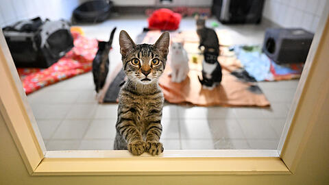 Katzen, die auf neue Besitzer warten. In Bayerns Tierheimen werden gerade besonders viele Stubentiger abgegeben.