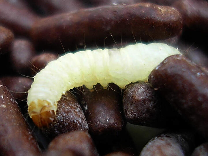 ...die Larven spinnen sich gerne in Nüssen ein. Manchmal befallen sie auch etwa Zimtstangen von innen.