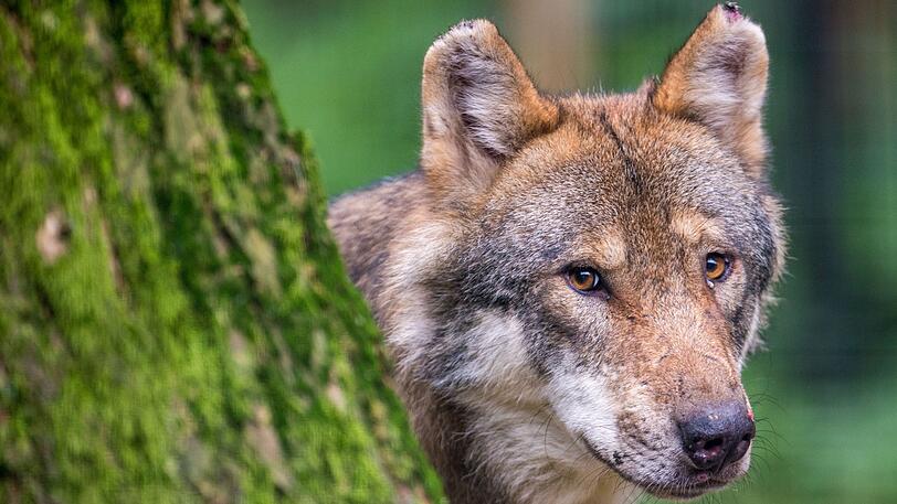 Eine Wildkamera soll erstmals einen Wolf im Landkreis Fürth erfasst haben. (Archivbild)