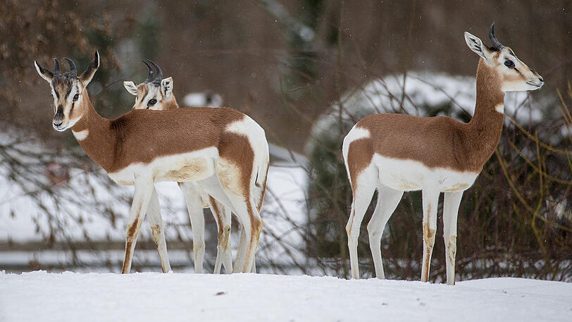 Die Mhorgazellen erfreuen sich am Schnee.