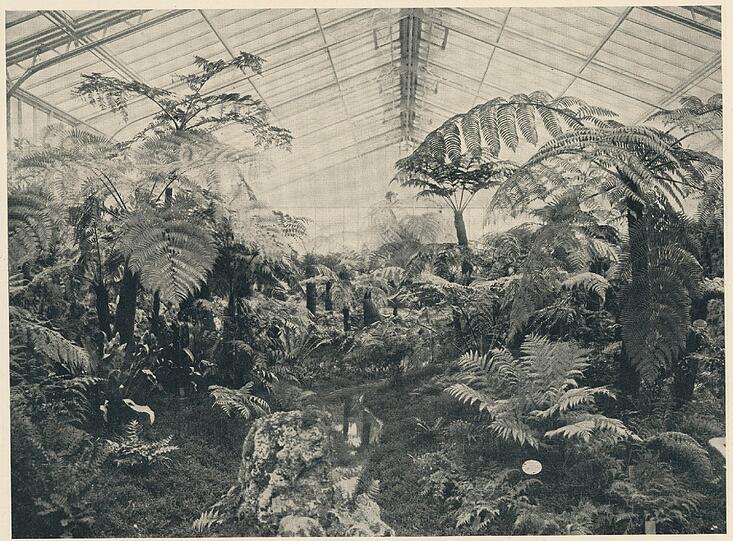 Das ehemalige Baumfarnhaus, war ursprünglich als tropische Farnschlucht angelegt  &ndash; wegen zweimaliger Erkrankung (wohl durch Pilze) der Baumfarne in dem dafür vorgesehenen Haus wurde getauscht. Die Cycadeen (Palmfarne) aus dem Haus nebenan kamen ins einstige Baumfarnhaus, die Baumfarne kamen dorthin wo vorher (ein Teil der) Cycadeen standen.