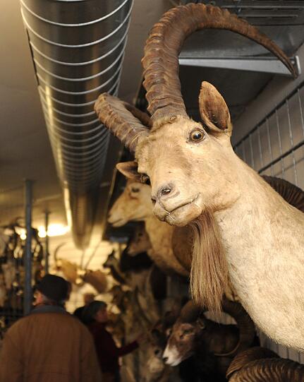 Ein Steinbock. Über 25.000 Exponate präsentierte die Zoologische Staatssammlung am Samstag bei ihrem Tag der Offenen Tür. Die Bilder.