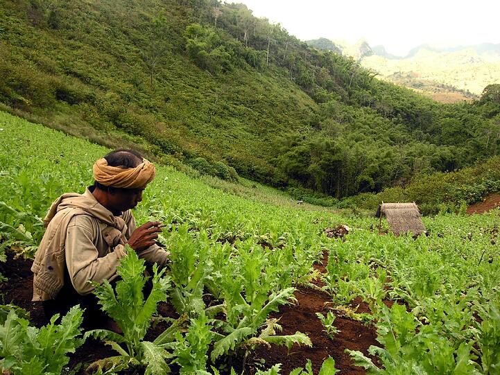 Seit 2011 unterstützt der Staat mit 2,5 Millionen Euro &bdquo;unwirksame&ldquo; Anti-Drogen-Projekte in Myanmar. Denn die Mohn-Anbaufläche wächst.