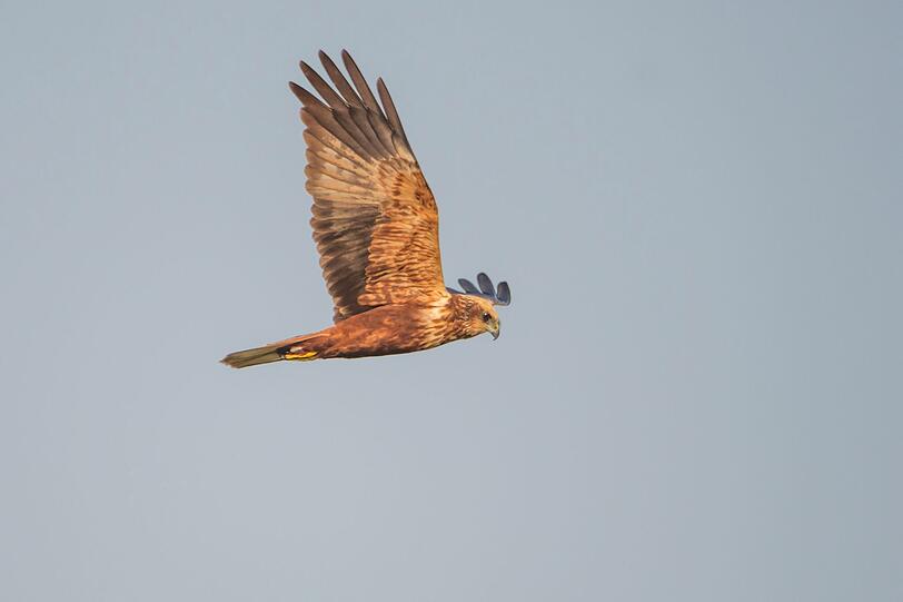 Noch früher reist die Rohrweihe (Cirus aeruginosus) ab. Da kann es bei uns noch sommerlich warm sein. Die Rohrweihe versteckt sich zum Brüten in Schilf und Sumpfgewächsen. Neben kleinen Nagern und Singvögeln müssen auch Wasservögel vor ihr zittern. Noch früher reist die Rohrweihe (Cirus aeruginosus) ab. Da kann es bei uns noch sommerlich warm sein. Die Rohrweihe versteckt sich zum Brüten in Schilf und Sumpfgewächsen. Neben kleinen Nagern und Singvögeln müssen auch Wasservögel vor ihr zittern.
