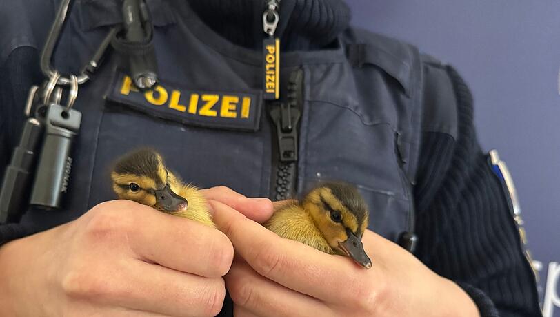Polizisten haben fünf verwaiste Entenküken gerettet - zwei davon hält ein Beamter in der Hand.