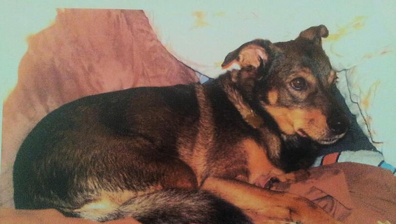 Der 11 Jahre alte Moritz war übers Wochenende verschwunden. Der 11 Jahre alte Moritz war übers Wochenende verschwunden.