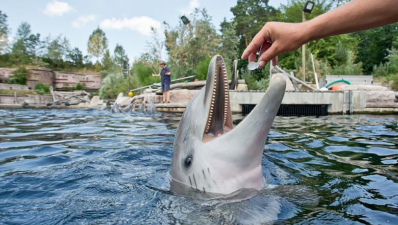 Delfin Nami ist bereits im Nürnberger Tiergarten geboren und mittlerweile sechs Jahre alt.