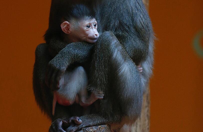 Bilder vom neuen Drill-Baby im Tierpark Hellabrunn
