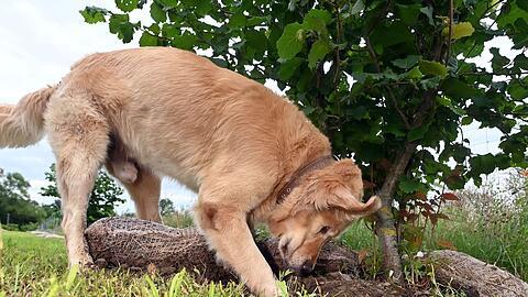 Hunde bekommen bei der Trüffelernte zum Einsatz - hier ist ein Golden Retriever Trüffelspürhund in Baden-Württemberg. (Archivbild)