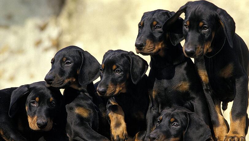Der Münchner Polizei ist ein Schlag gegen den illegalen Handel mit Dobermannwelpen gelungen. (Symbolbild) Der Münchner Polizei ist ein Schlag gegen den illegalen Handel mit Dobermannwelpen gelungen. (Symbolbild)