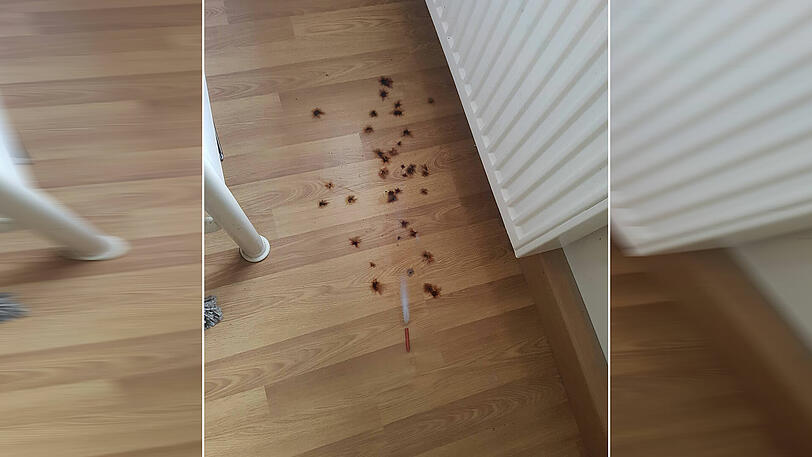 Der Böller explodierte mitten im Zimmer.