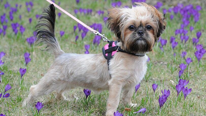 Ein rabiater Radler hat in Nürnberg einen kleinen Yorkshire Terrier überfahren. Das Tier starb an seinen Verletzungen. (Symbolbild)