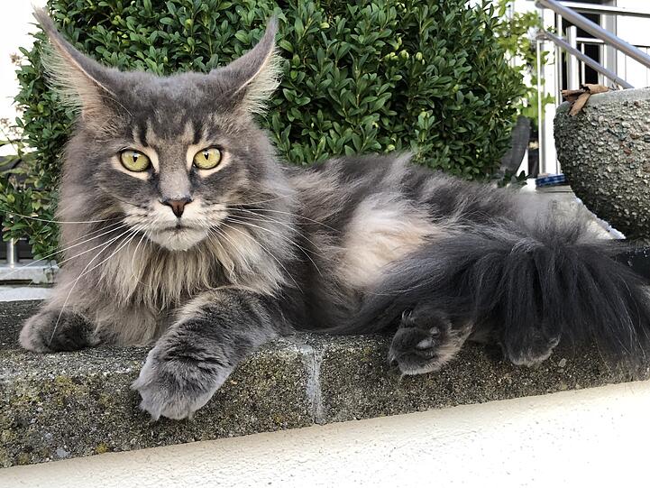 Luna