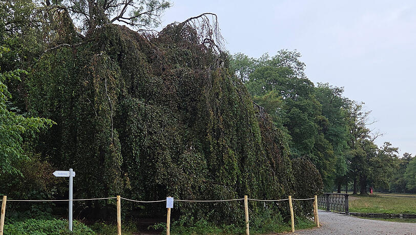 Bis zum Boden reicht die Krone der H&auml;ngebuche im Schlosspark, das zieht viele Besucher an. Jetzt gilt: Betreten verboten.