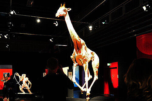 In Augsburg ist das Giraffenmännchen erstmals zu sehen.