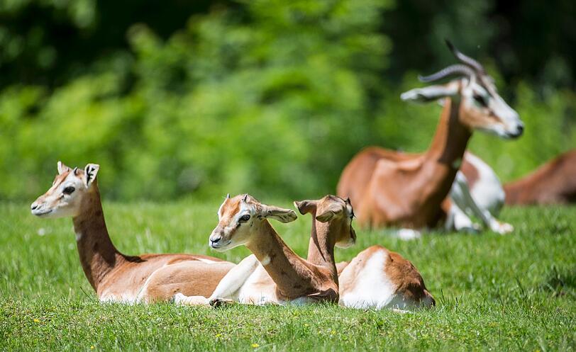 Entspannt: Der Mhorrgazellen-Nachwuchs auf der Wiese.