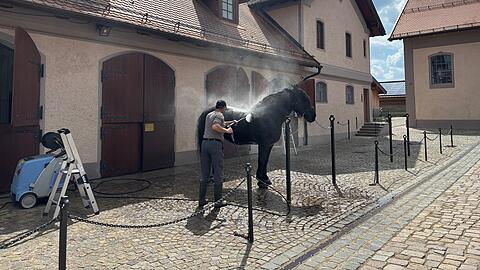 Eine Schau ist es, wenn eines der Brauereipferde vor den Stallungen geduscht wird. Vier Pecherons sind aktuell im Gut zu Hause. Sie geh&ouml;ren der Stiftung. Die Pferdepfleger wohnen im Geb&auml;ude daneben.