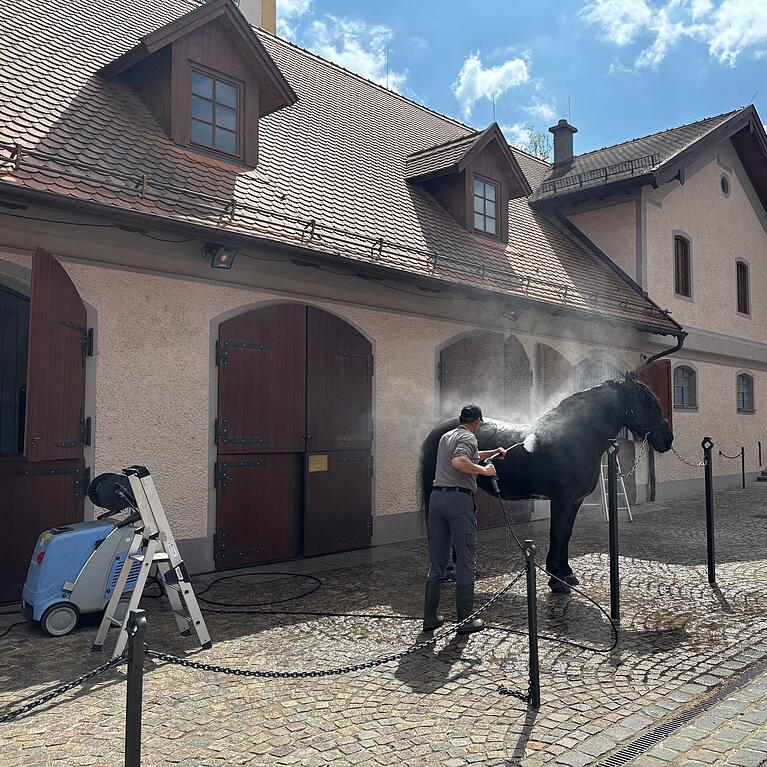 Eine Schau ist es, wenn eines der Brauereipferde vor den Stallungen geduscht wird. Vier Pecherons sind aktuell im Gut zu Hause. Sie geh&ouml;ren der Stiftung. Die Pferdepfleger wohnen im Geb&auml;ude daneben.