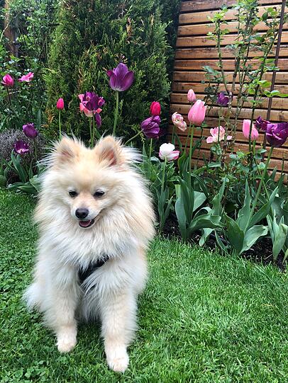 Sammy