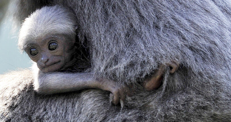Silbergibbon-Mama Pangrango mit ihrem Baby