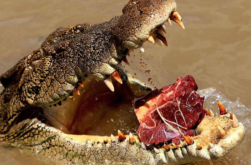 Mit Speck fängt man bekanntlich Mäuse - und mit Fleisch Krokodile: Im Adelaide River bei Darwin (Australien) wird auf diese Weise ein Krokodil aus dem Fluss gelockt.