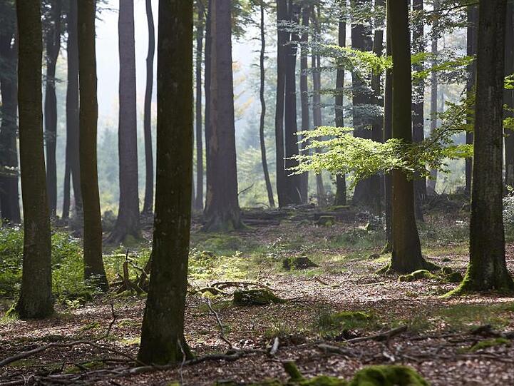 "Wie auch in der Landwirtschaft wollen und brauchen wir mehr Öko im Wald, zum Schutz des Klimas, der Artenvielfalt und der Umwelt."