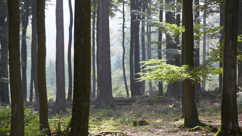 "Wie auch in der Landwirtschaft wollen und brauchen wir mehr Öko im Wald, zum Schutz des Klimas, der Artenvielfalt und der Umwelt." "Wie auch in der Landwirtschaft wollen und brauchen wir mehr Öko im Wald, zum Schutz des Klimas, der Artenvielfalt und der Umwelt."