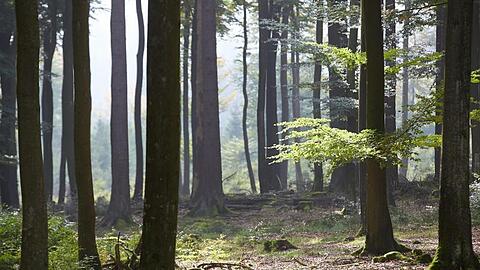 "Wie auch in der Landwirtschaft wollen und brauchen wir mehr Öko im Wald, zum Schutz des Klimas, der Artenvielfalt und der Umwelt."