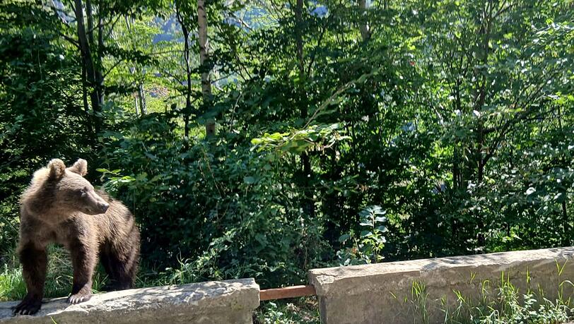 Ein Braunbär wurde bei Thiersee gesichtet. (Symbolbild) Ein Braunbär wurde bei Thiersee gesichtet. (Symbolbild)