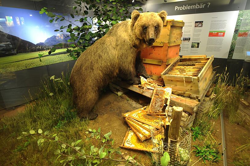 Er endete als Ausstellungs-Exemplar: der ausgestopfte Braunbär "Bruno" im Museum Mensch und Natur in München. Er endete als Ausstellungs-Exemplar: der ausgestopfte Braunbär "Bruno" im Museum Mensch und Natur in München.