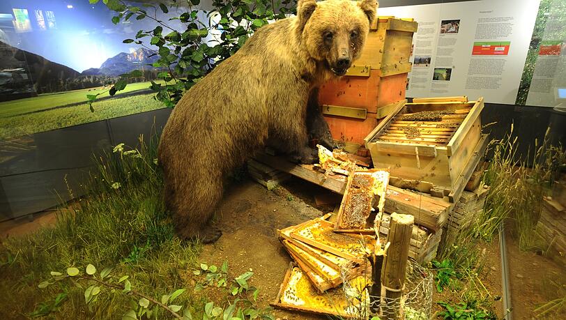 Er endete als Ausstellungs-Exemplar: der ausgestopfte Braunbär "Bruno" im Museum Mensch und Natur in München. Er endete als Ausstellungs-Exemplar: der ausgestopfte Braunbär "Bruno" im Museum Mensch und Natur in München.