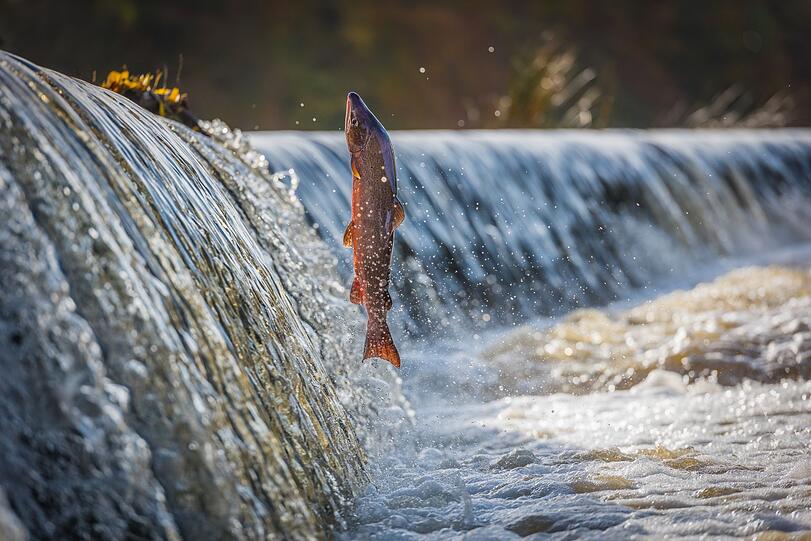 Fühlen sich deutschsprachige Leute fit und vital, sind sie "munter wie ein Fisch im Wasser". Genauso sehen das auch die Schweden: Man ist "frisk som en fisk", frisch wie ein Fisch. Fühlen sich deutschsprachige Leute fit und vital, sind sie "munter wie ein Fisch im Wasser". Genauso sehen das auch die Schweden: Man ist "frisk som en fisk", frisch wie ein Fisch.
